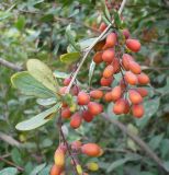 Berberis vulgaris