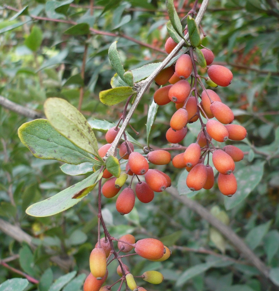 Image of Berberis vulgaris specimen.