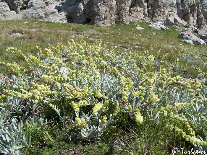 Image of Sideritis catillaris specimen.