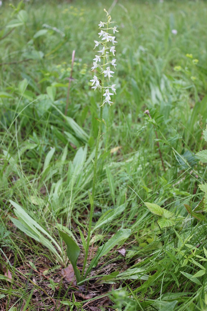 Image of Platanthera bifolia specimen.