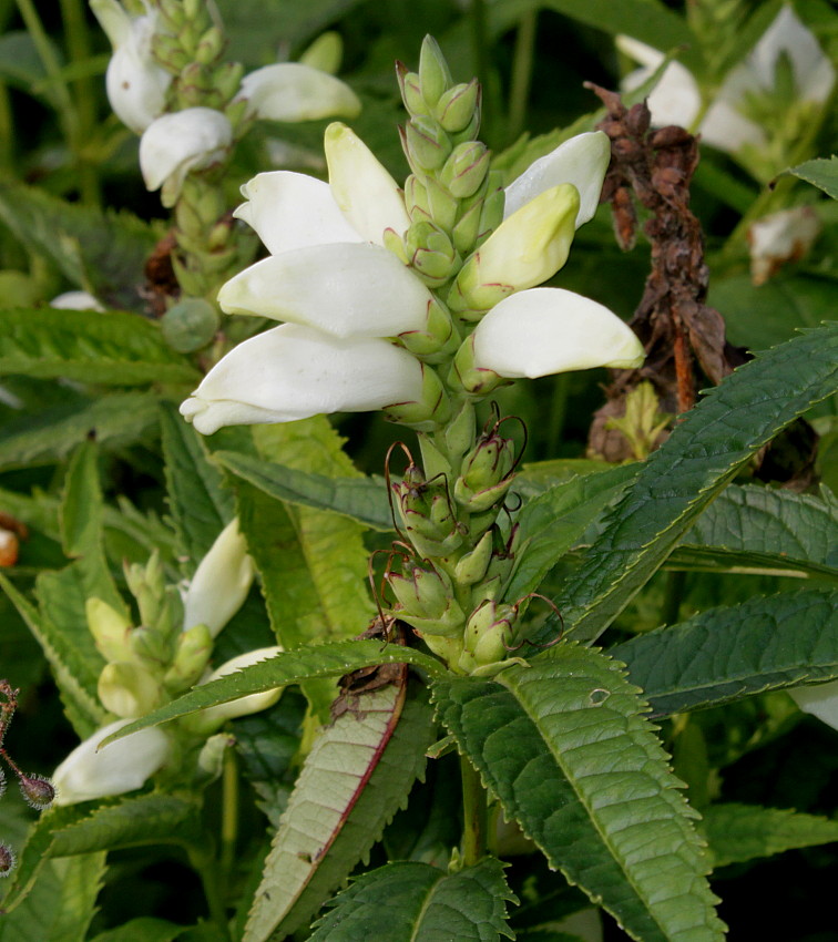 Изображение особи Chelone obliqua.