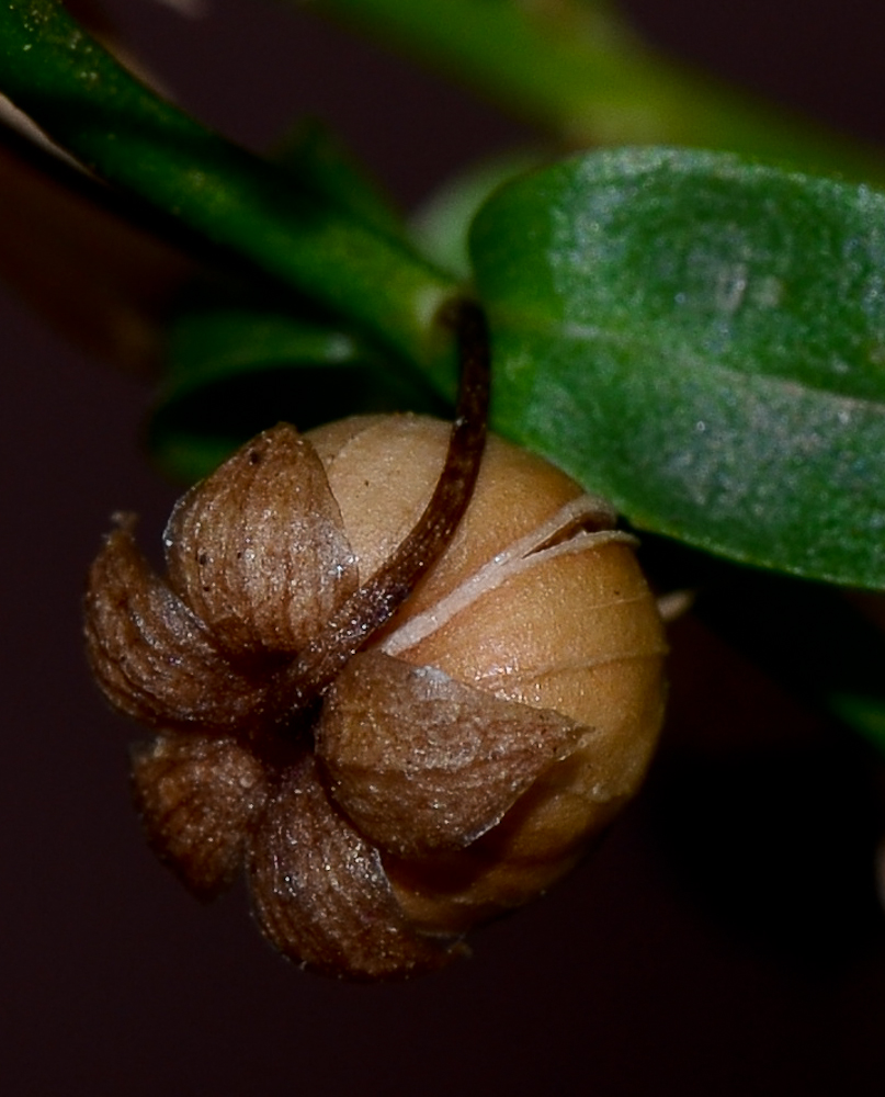 Image of Angelonia angustifolia specimen.