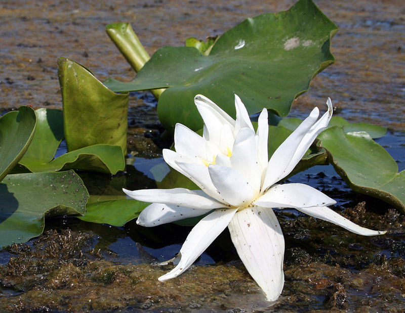 Image of Nymphaea alba specimen.