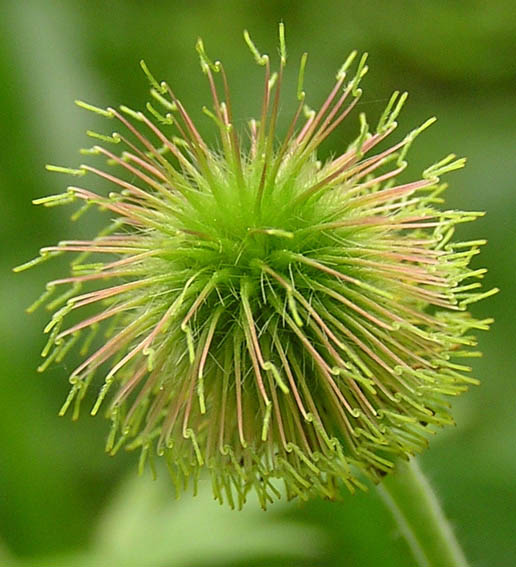 Image of Geum aleppicum specimen.