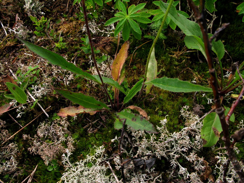 Image of Hieracium korshinskyi specimen.