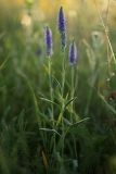 Veronica spicata