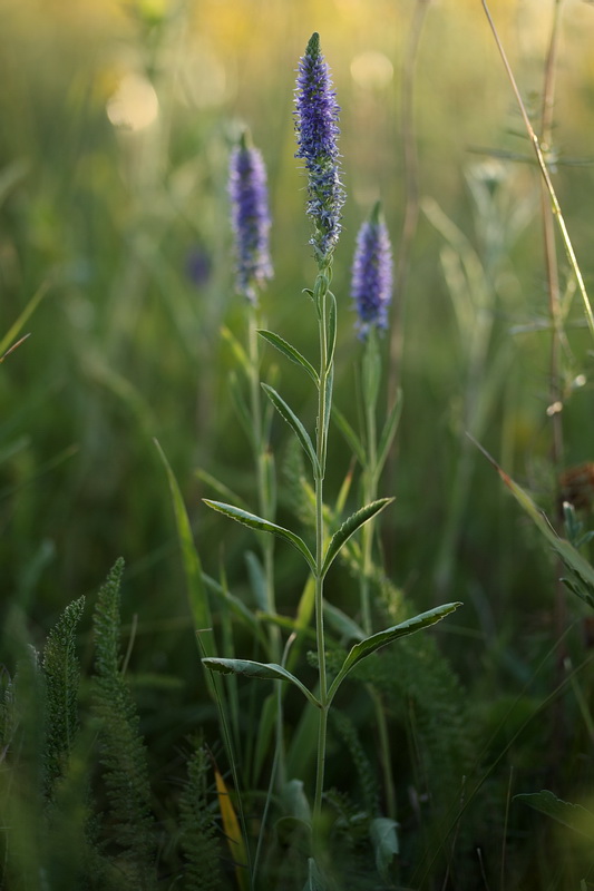 Image of Veronica spicata specimen.