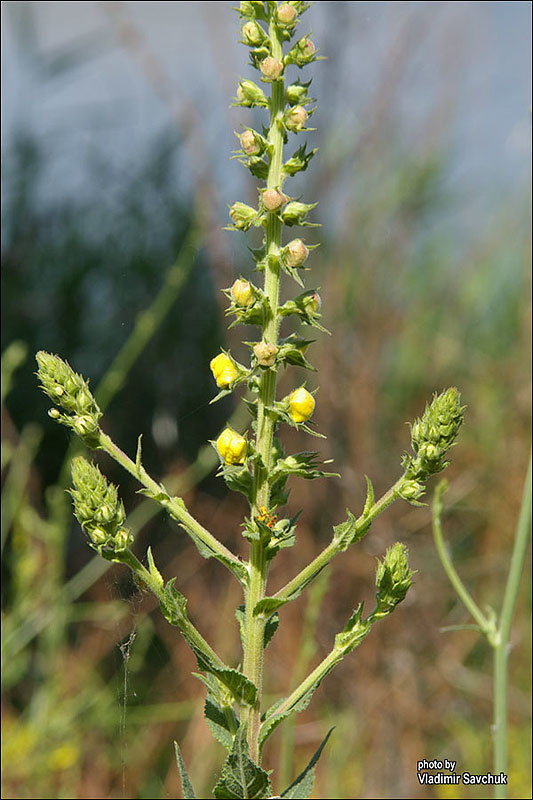 Image of Verbascum blattaria specimen.