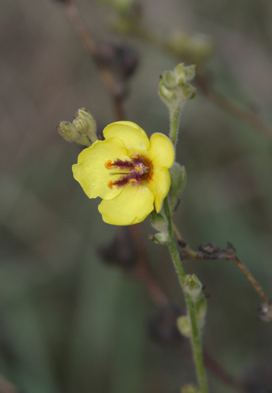 Изображение особи Verbascum sinuatum.