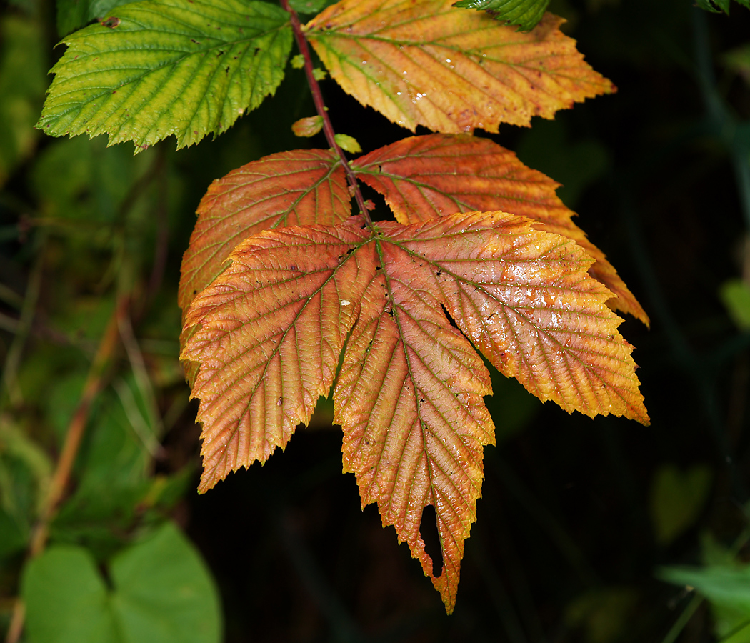 Image of Filipendula ulmaria specimen.