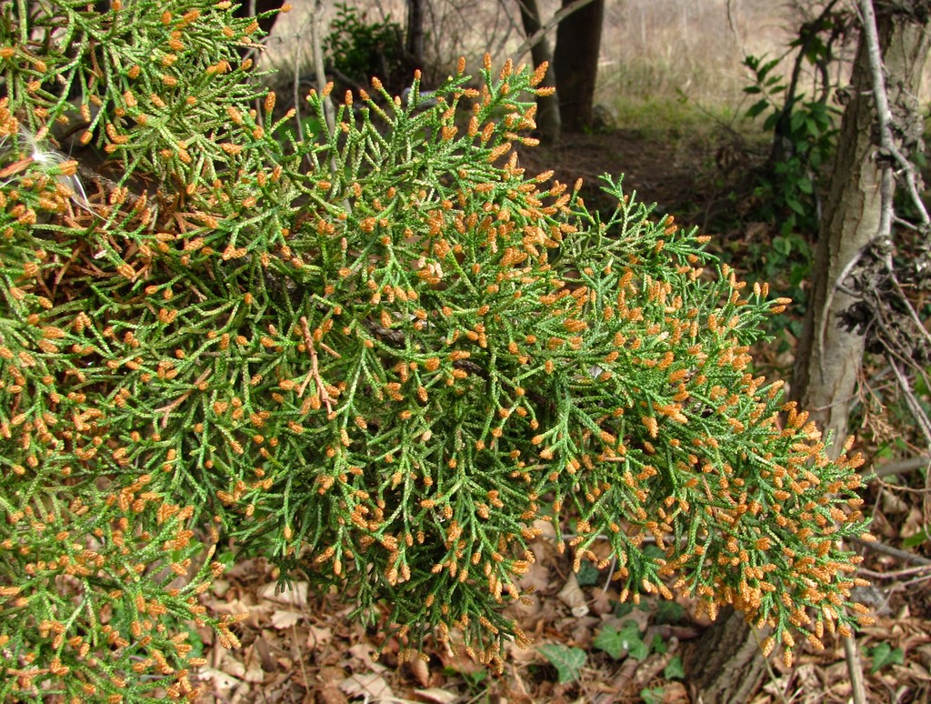 Image of genus Cupressus specimen.