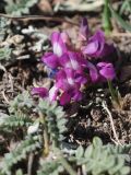 Oxytropis ervicarpa