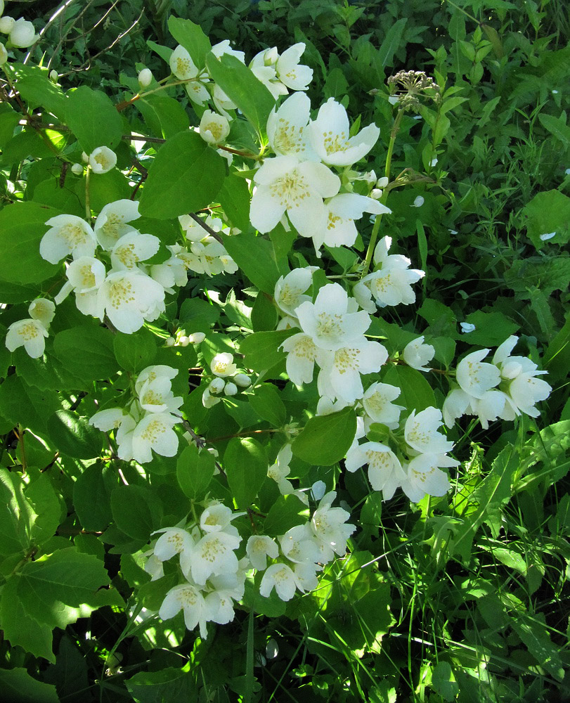 Image of Philadelphus coronarius specimen.