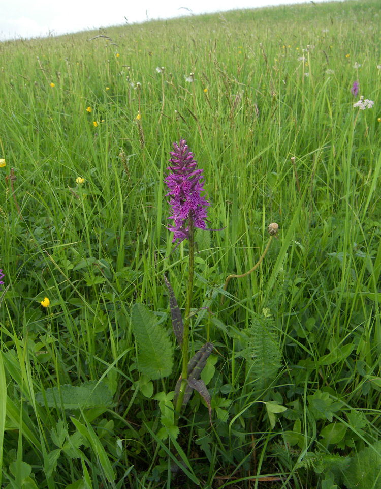 Image of Dactylorhiza urvilleana specimen.