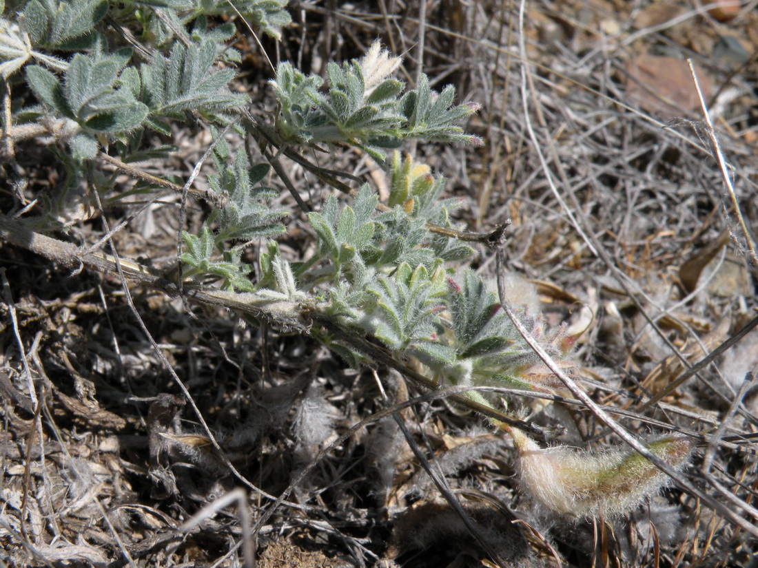 Image of Astragalus subarcuatus specimen.