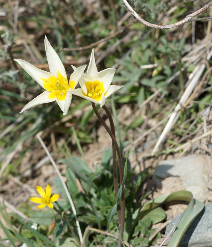 Image of Tulipa binutans specimen.