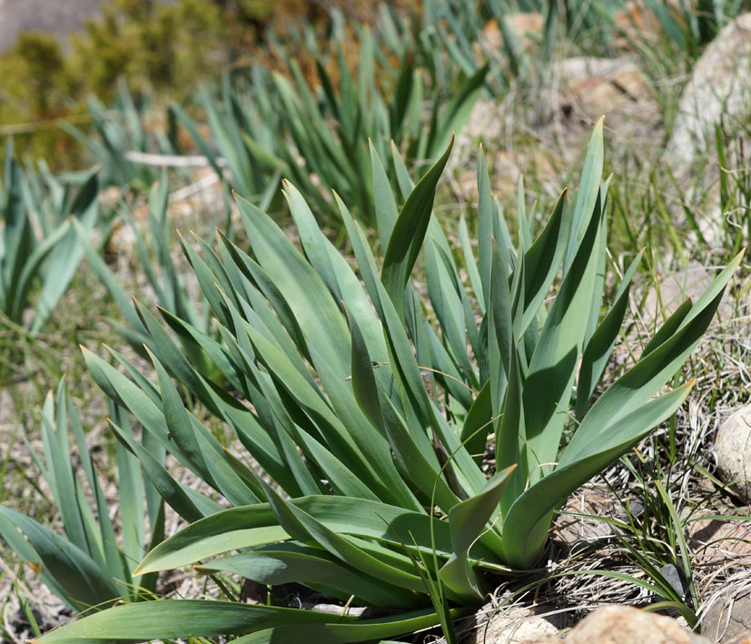 Image of Eremurus fuscus specimen.