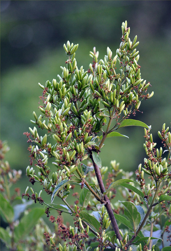 Image of Syringa josikaea specimen.