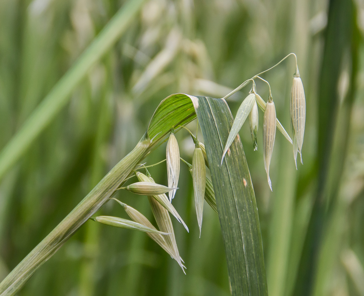 Image of Avena sativa specimen.