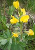 Смотреть изображение Thermopsis alpina