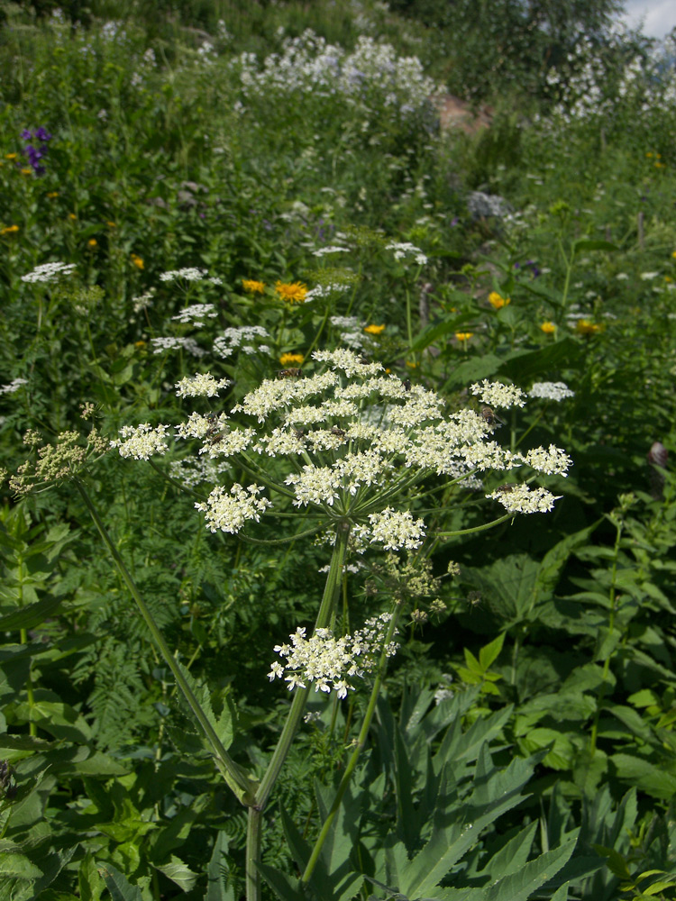 Изображение особи Heracleum freynianum.