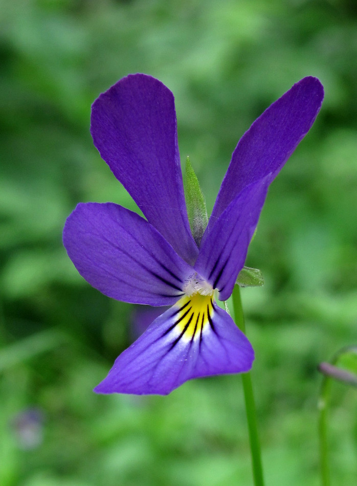 Изображение особи Viola tricolor.