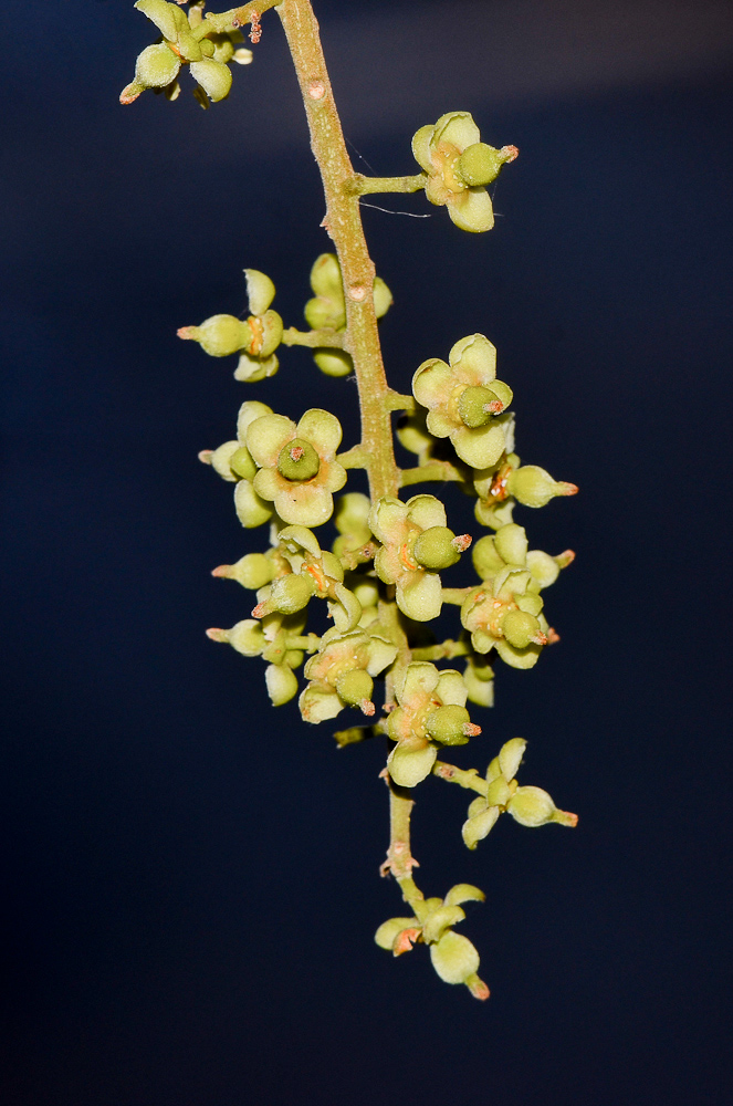 Image of Cupaniopsis anacardioides specimen.