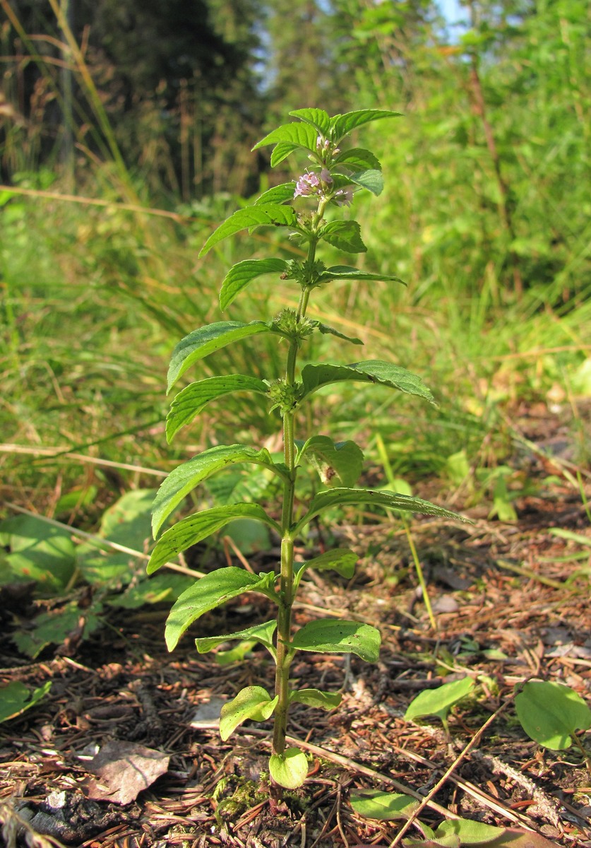 Image of Mentha arvensis specimen.