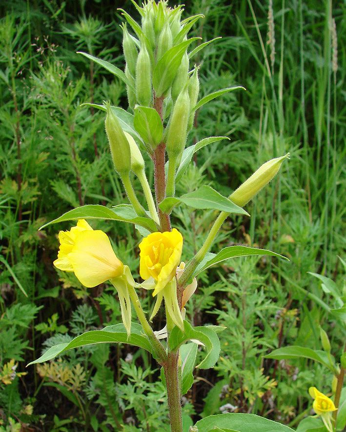 Image of Oenothera rubricaulis specimen.