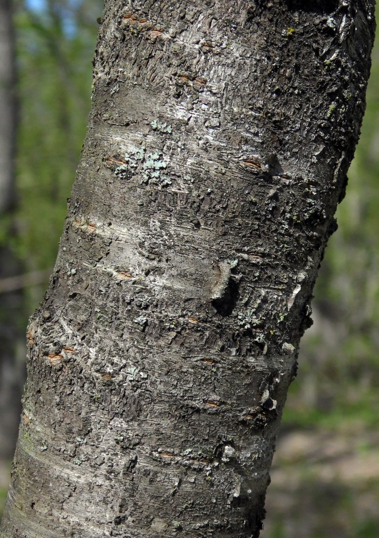 Image of Cerasus avium specimen.