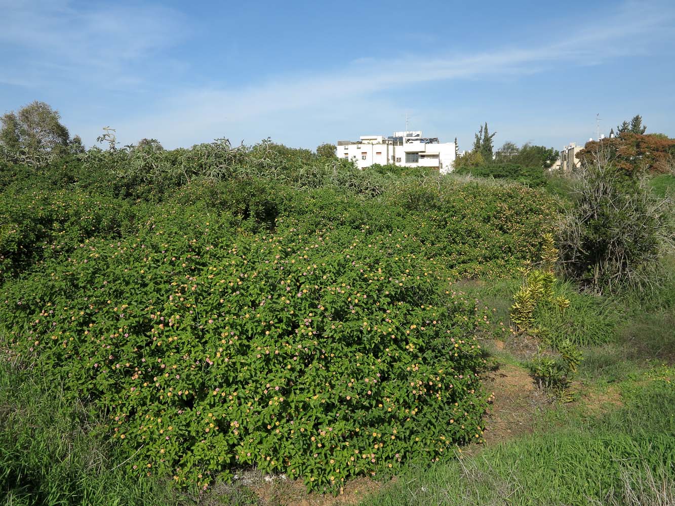 Image of Lantana camara specimen.