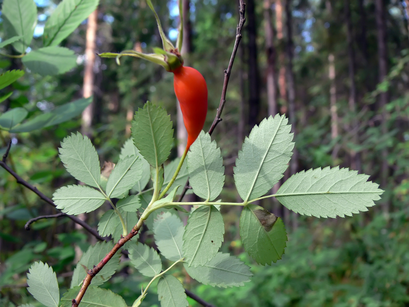 Image of Rosa glabrifolia specimen.