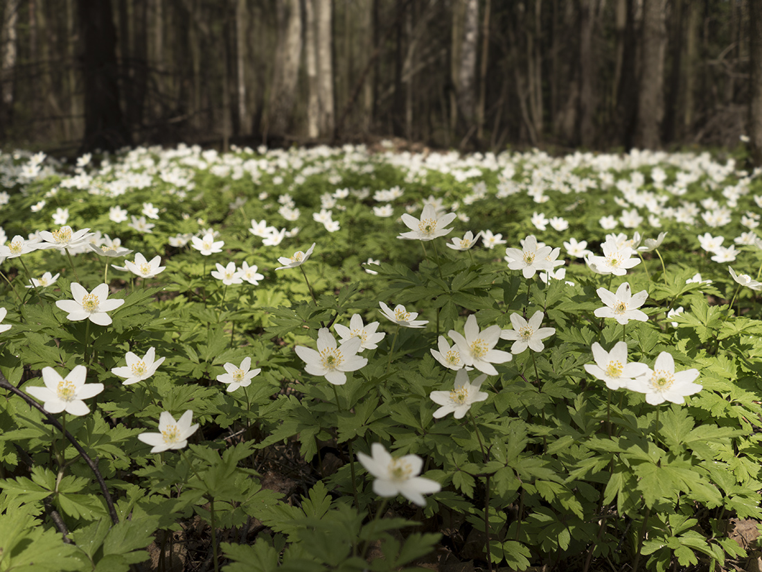 Изображение особи Anemone nemorosa.