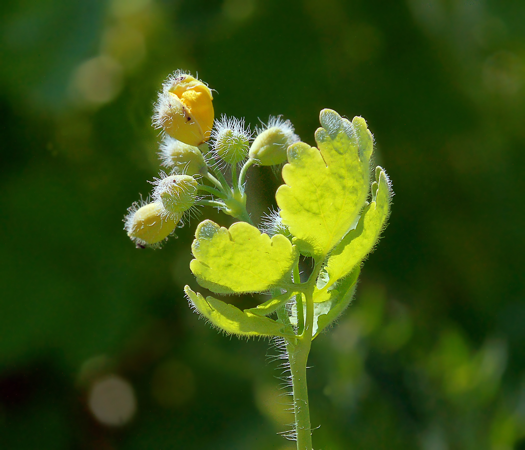 Image of Chelidonium majus specimen.