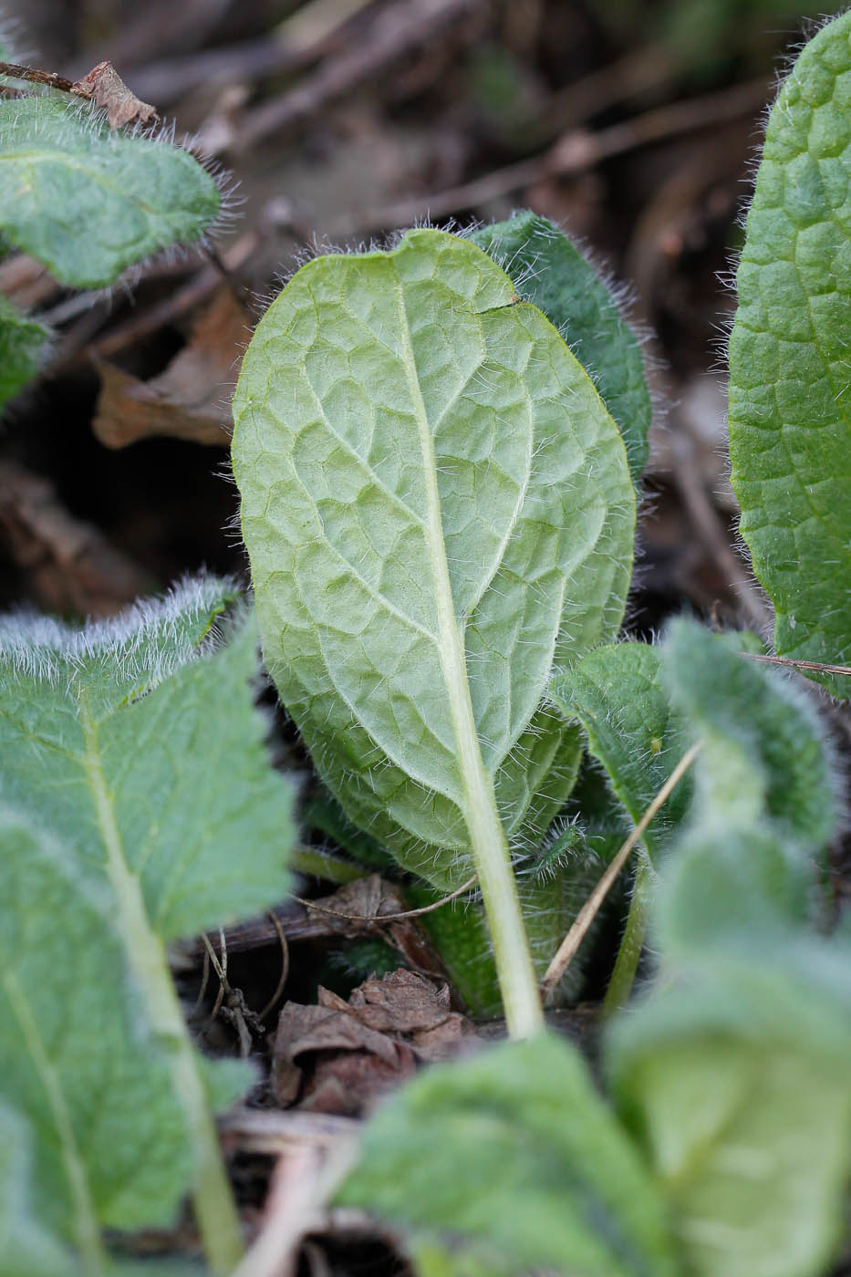 Image of Unknown species specimen.