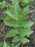 Filipendula ulmaria