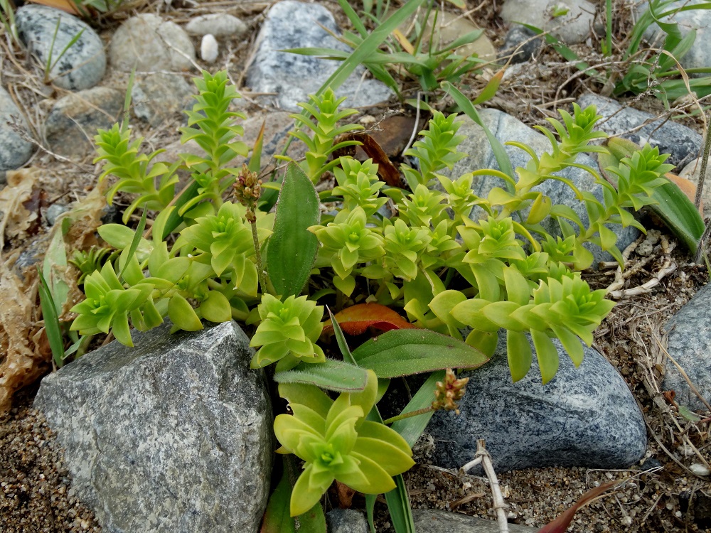 Image of Honckenya peploides ssp. major specimen.