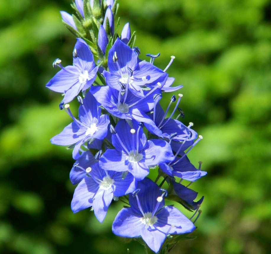 Изображение особи Veronica teucrium.