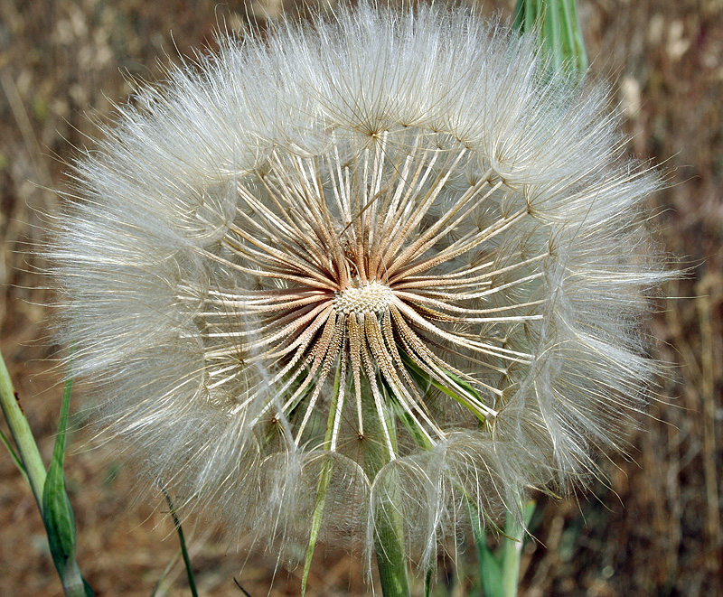 Изображение особи Tragopogon dubius ssp. major.