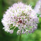 Allium grande