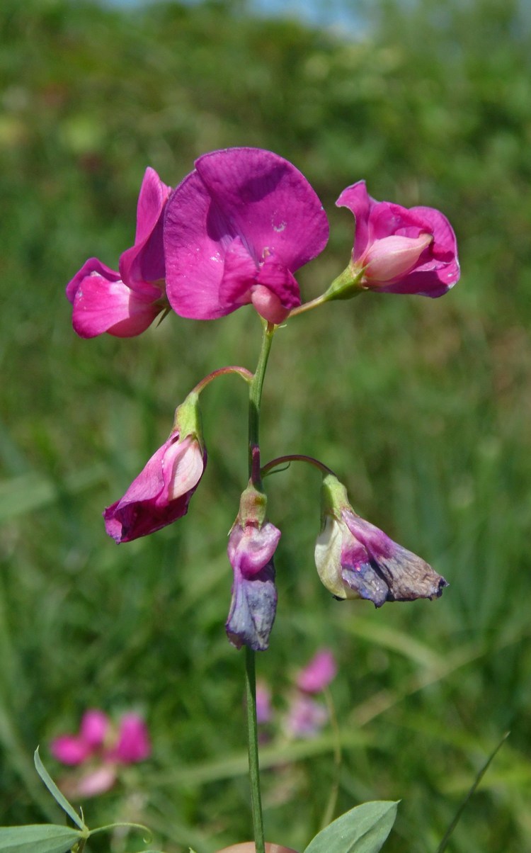 Image of Lathyrus tuberosus specimen.