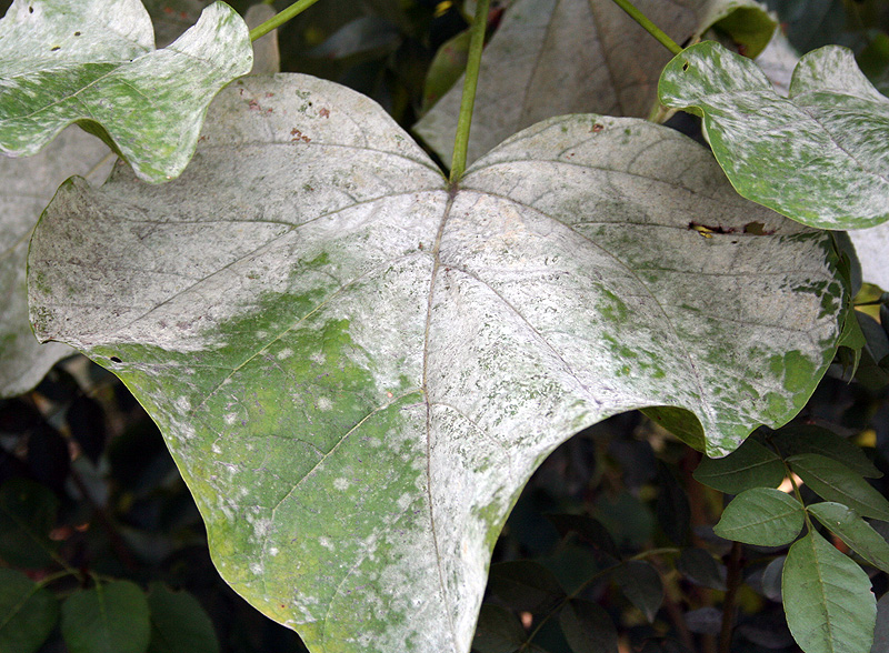 Image of Catalpa bignonioides specimen.