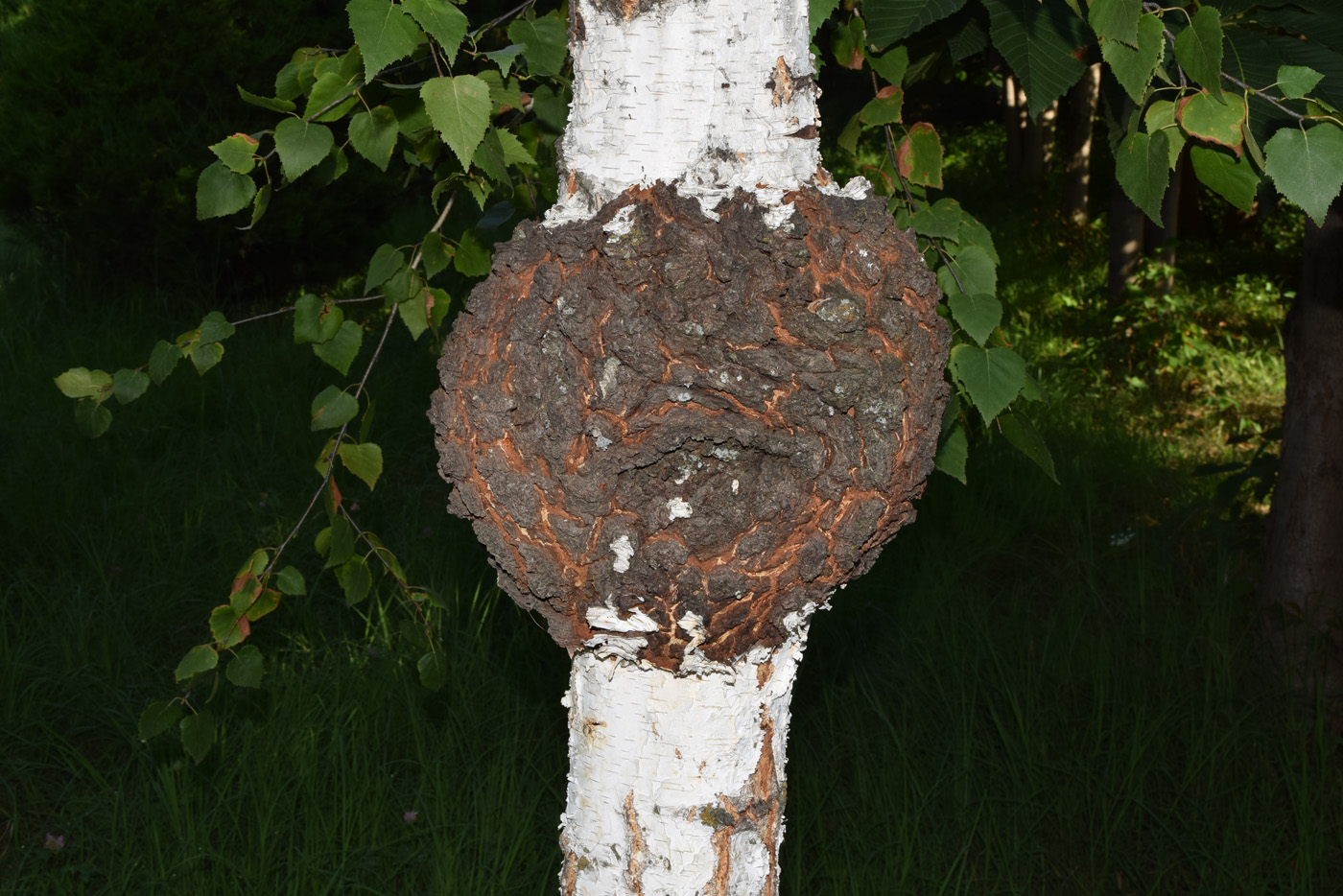 Image of genus Betula specimen.