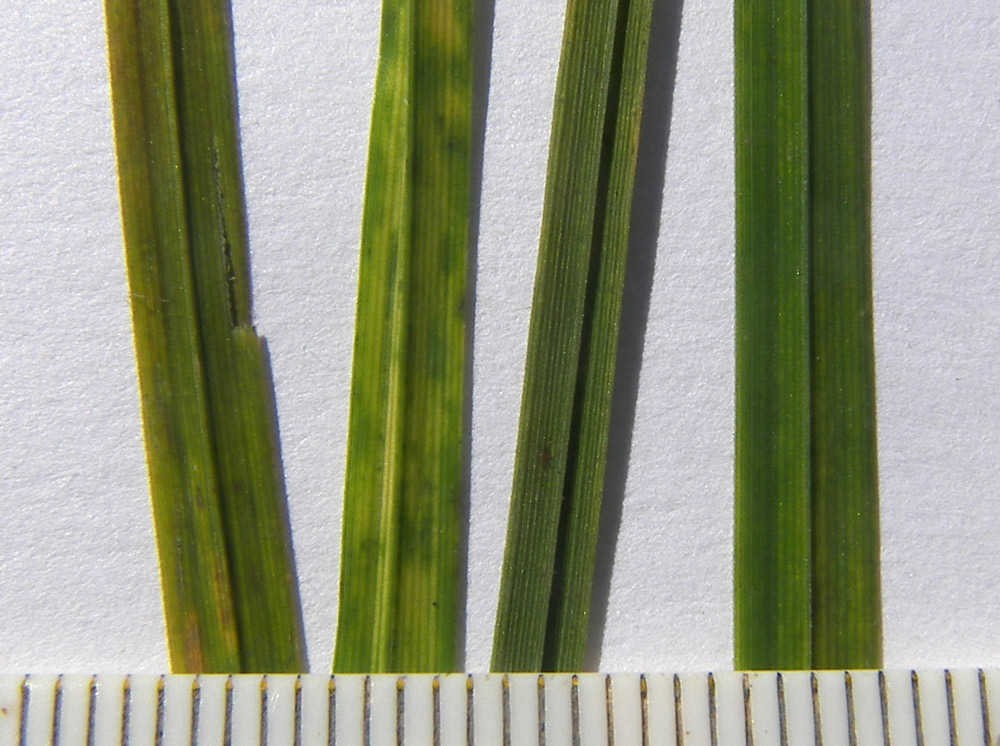 Image of Carex kotschyana specimen.