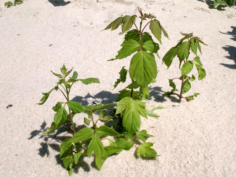 Image of Acer negundo specimen.