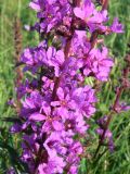 Lythrum salicaria