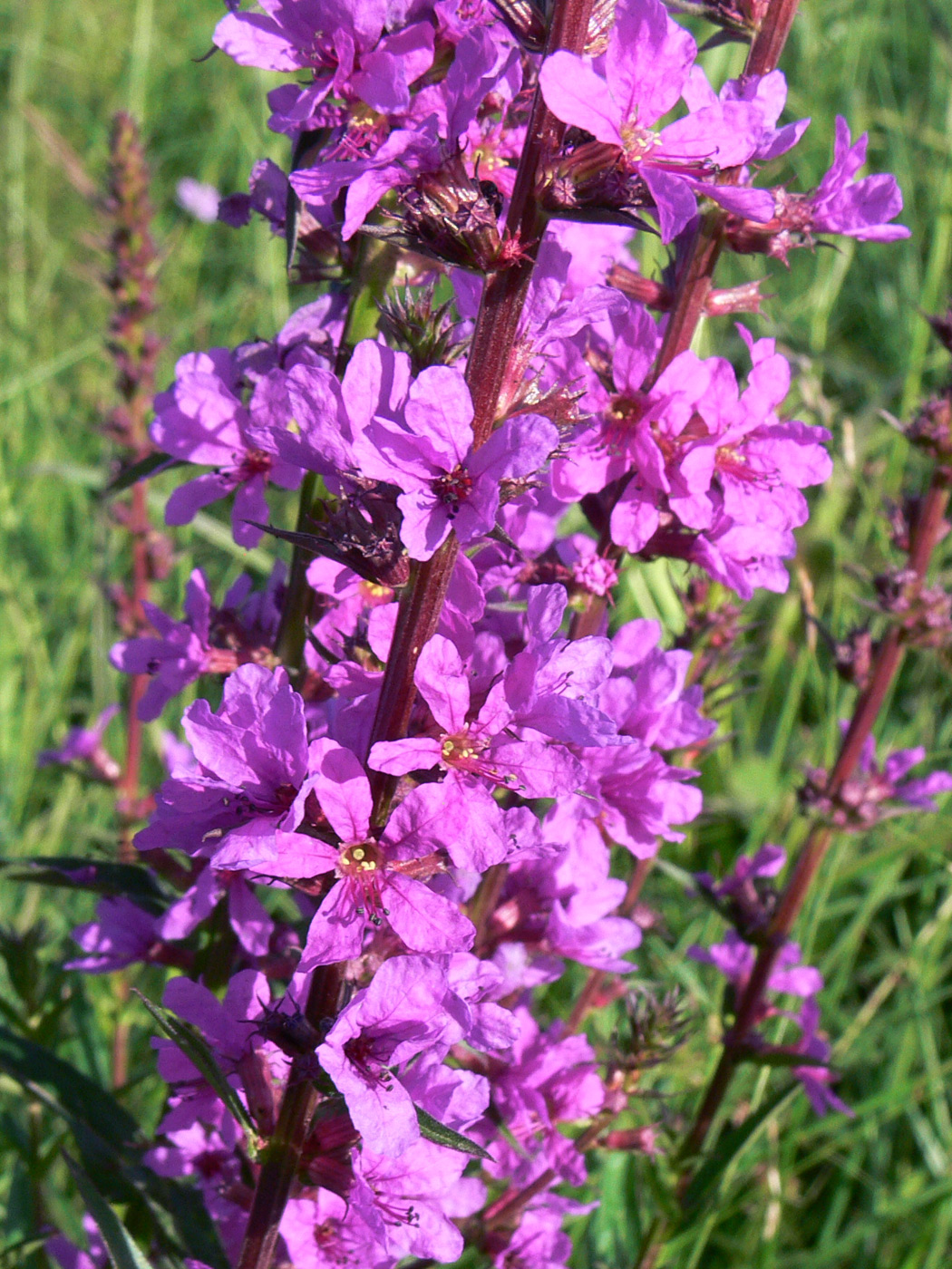 Image of Lythrum salicaria specimen.