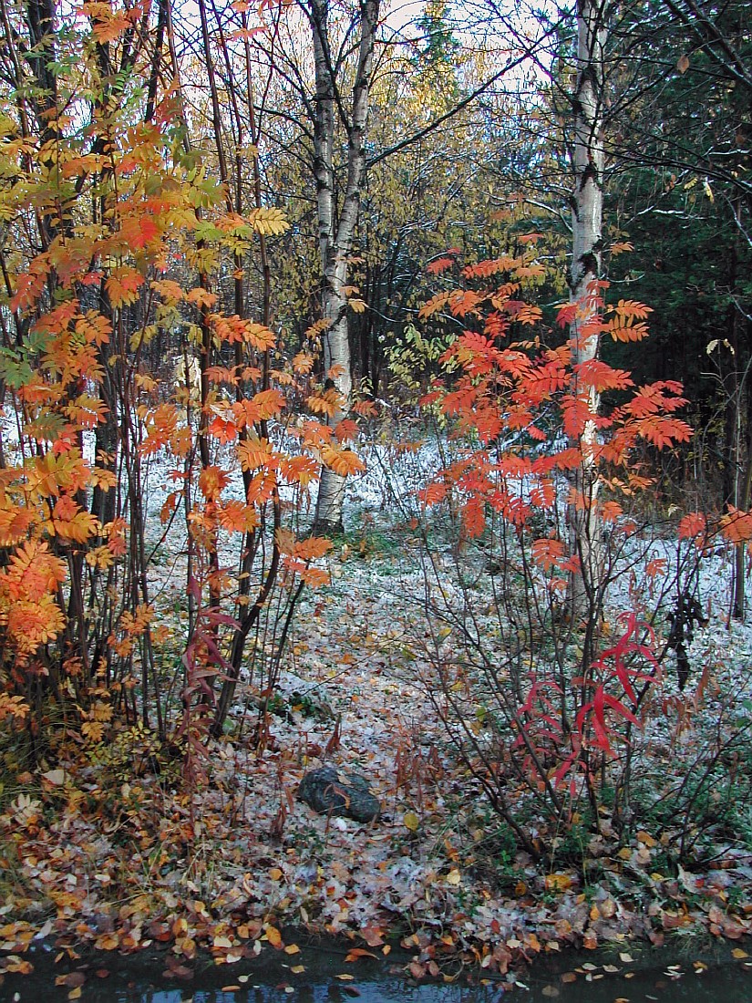 Image of Sorbus aucuparia ssp. glabrata specimen.