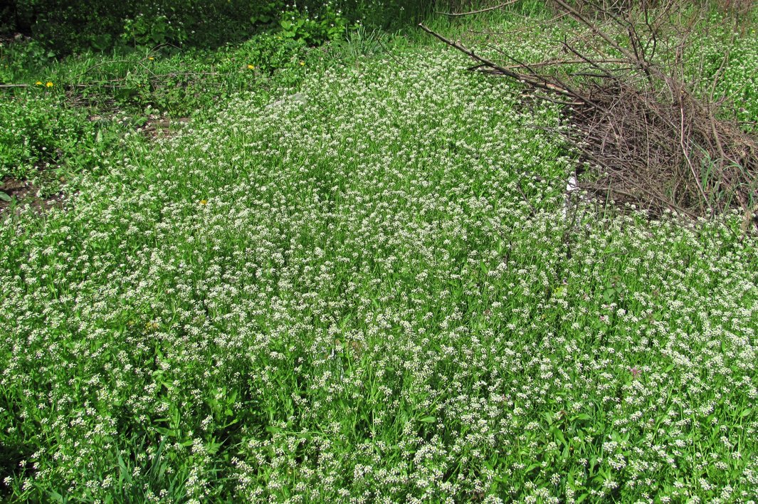 Изображение особи Calepina irregularis.