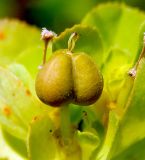 Euphorbia helioscopioides